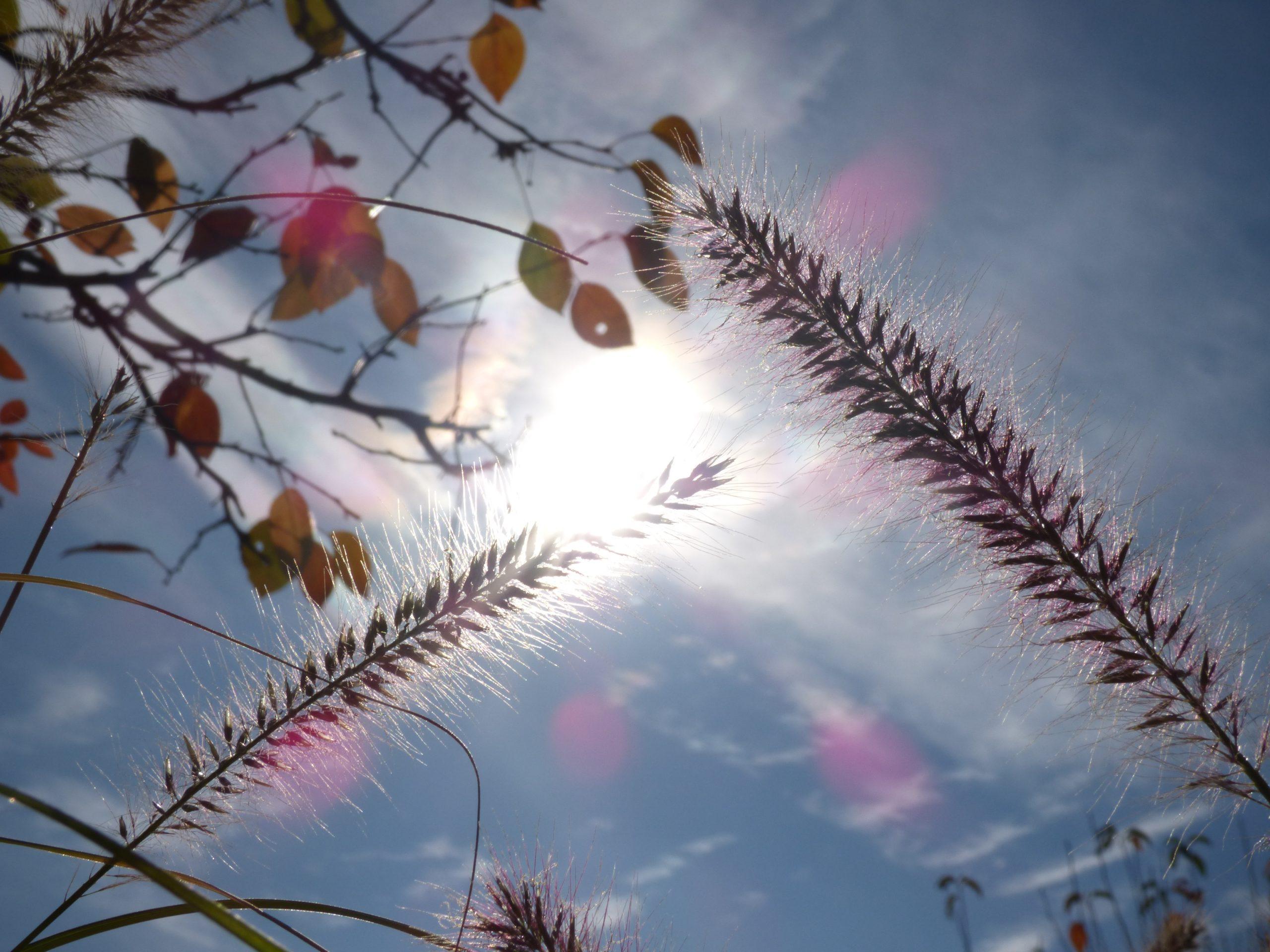 Novembergedanken