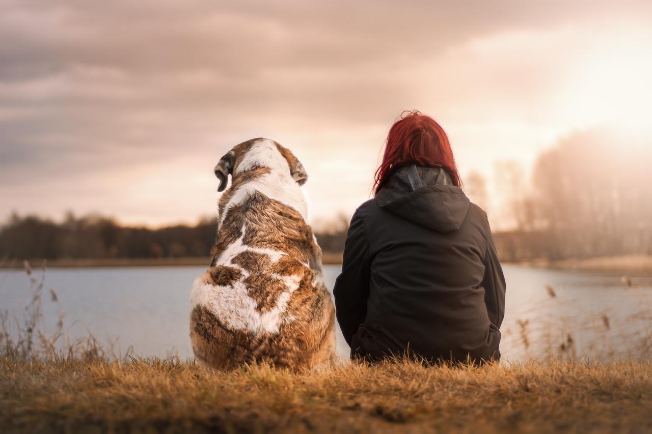 Mensch Hund Beziehung